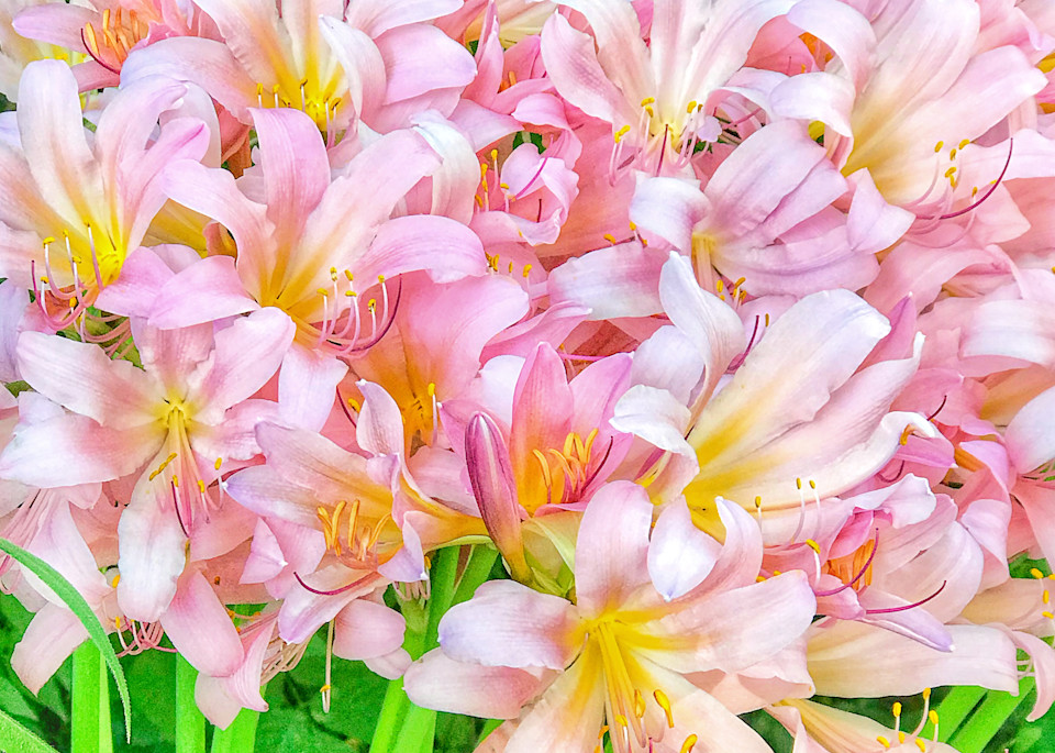 Suprise-lilies,