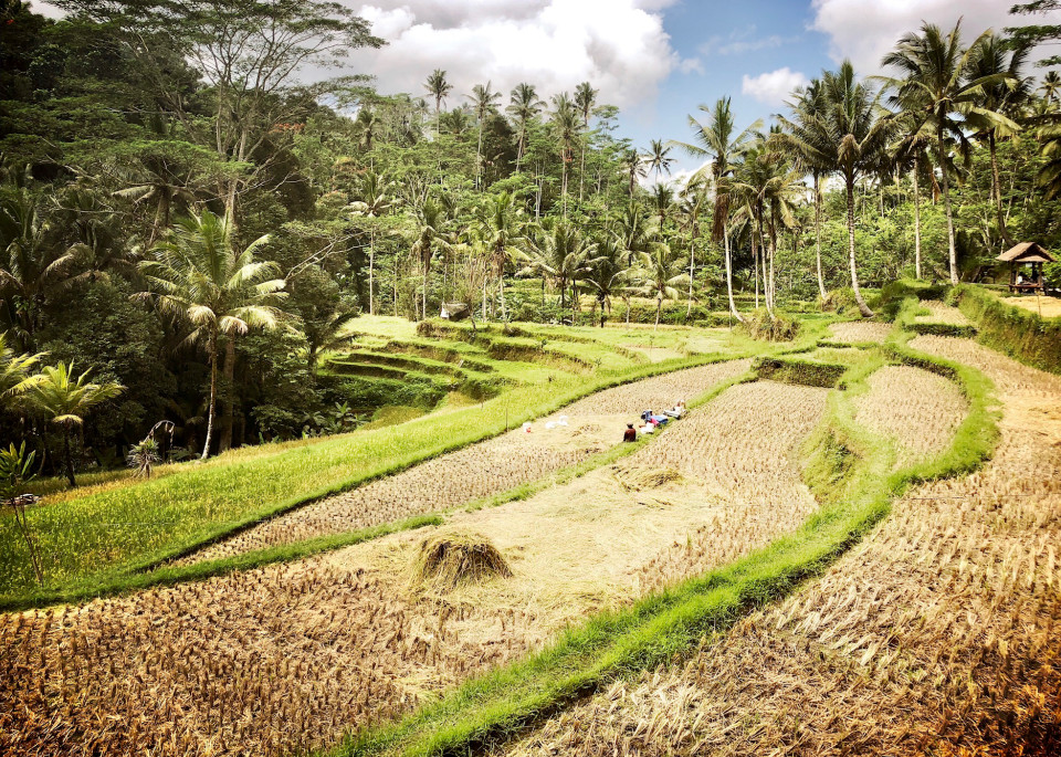 Bali Rice Field 1 Of 2 Photography Art | Nathan Murray Photography 