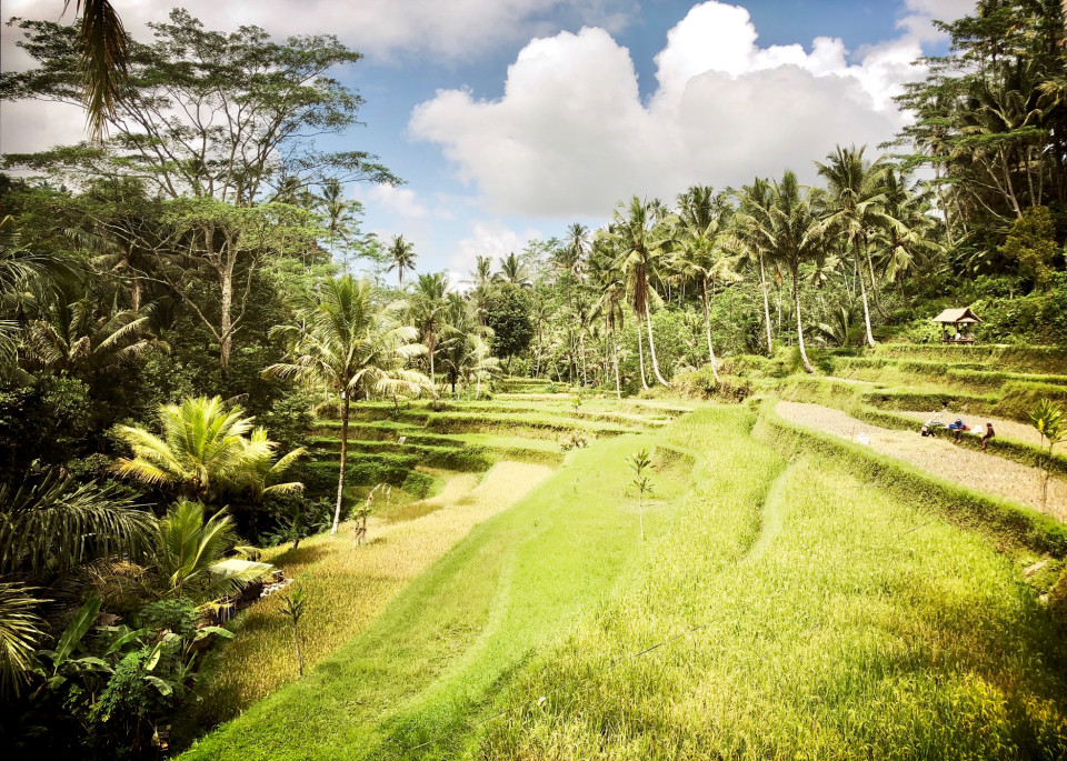 Bali Rice Field 2 Of 2 Photography Art | Nathan Murray Photography 