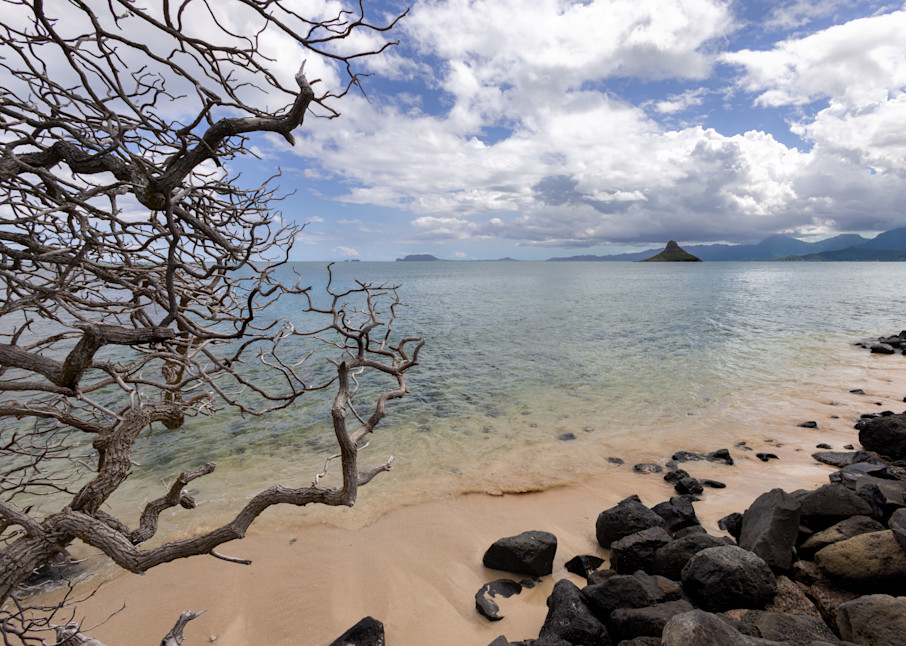 Chinamans hat and tree, Oahu | Hawaii Photography | Tim Truby