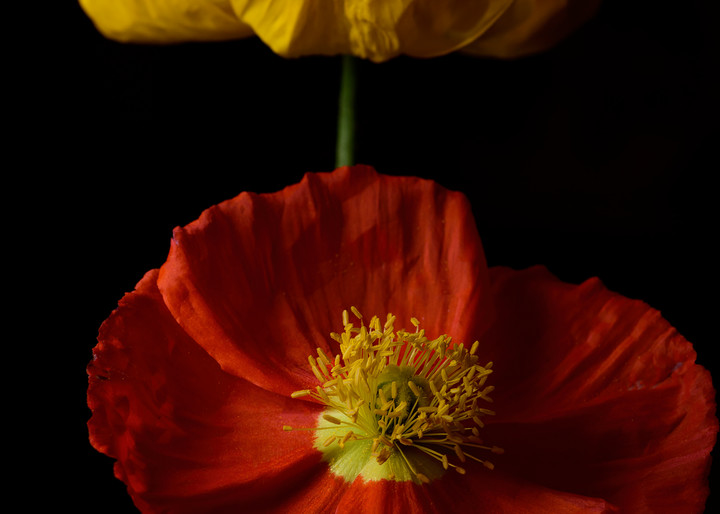 Yellow On Red Photography Art | Kendall Photography & Fine Art