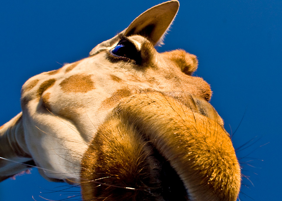 A Giraffe at Fossil Rim Wildlife Center explores the opening of a sunroof.