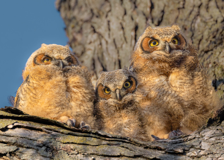 Great Horned Owlets Ready to Fly