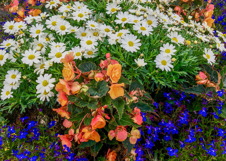 A beautiful riot of color Spring flowers | Nicki Geigert, Photographer