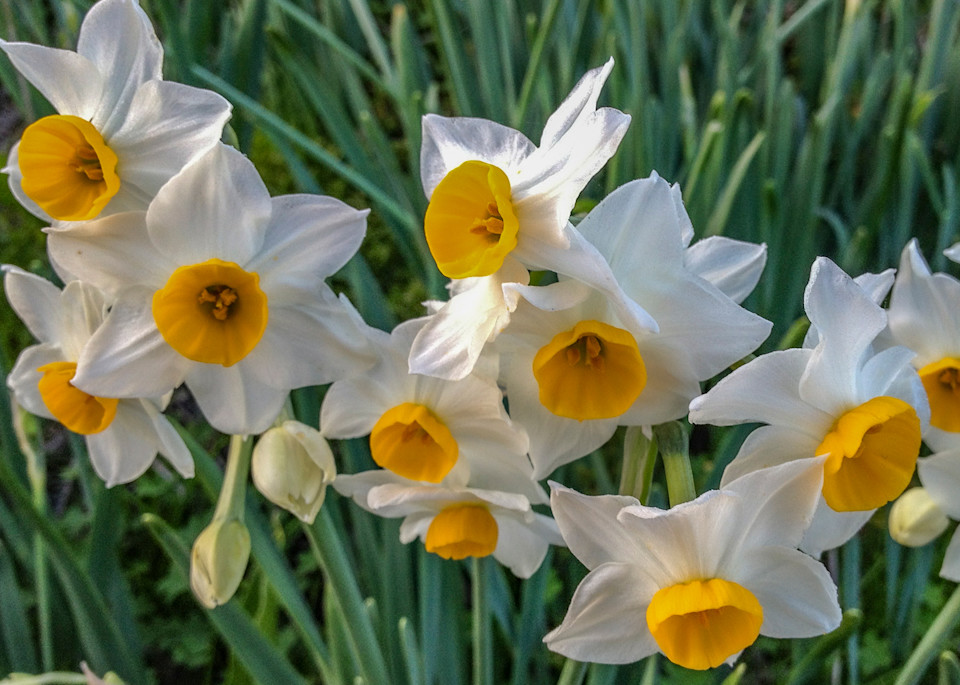 Pretty Daffodil Flowers Greeting Card | Nicki Geigert