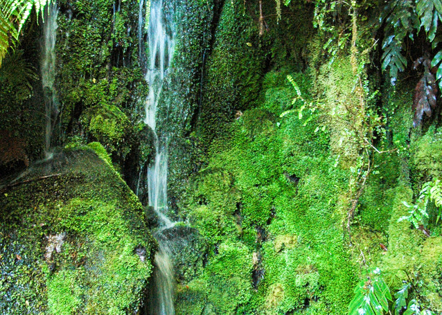 Waterfall In A Tropical Forest, New Zealand Fine Art Photography | Nicki Geigert