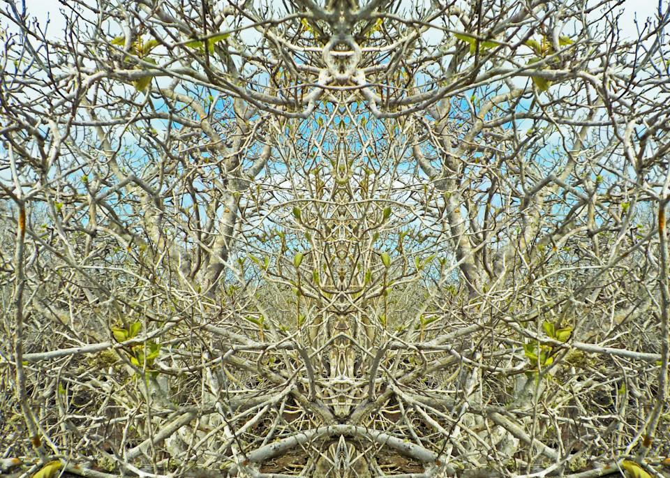 Spirit Of Place   Into The Mystic 81 Photography Art | CORINNE ADAMS ART