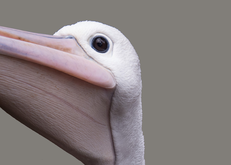 Pelicans have big mouths- and super cute faces