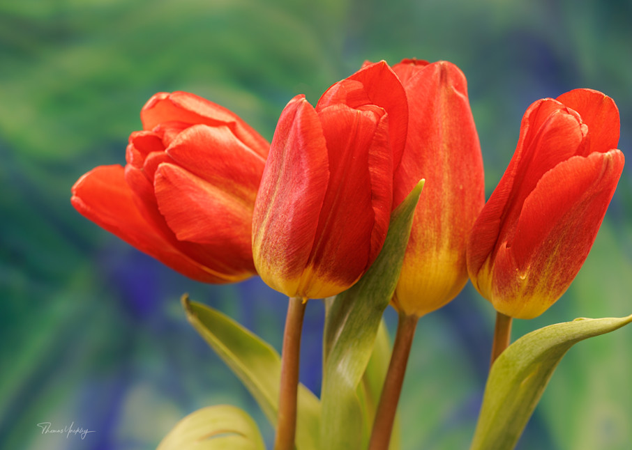 Tulip Pals Photography Art | Thomas Yackley Fine Art Photography