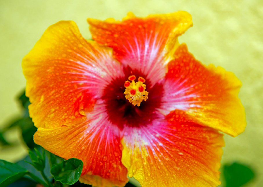 Morning Dew On Hibiscus Photography Art | Photography By Gay