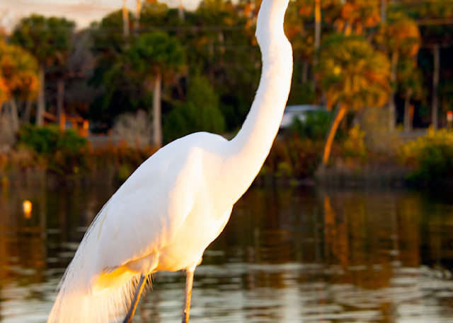 Snow Egret At Sunset Photography Art | Photography By Gay
