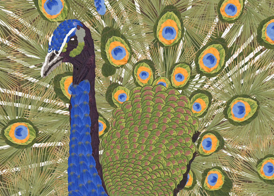 Peacock Art | smacartist