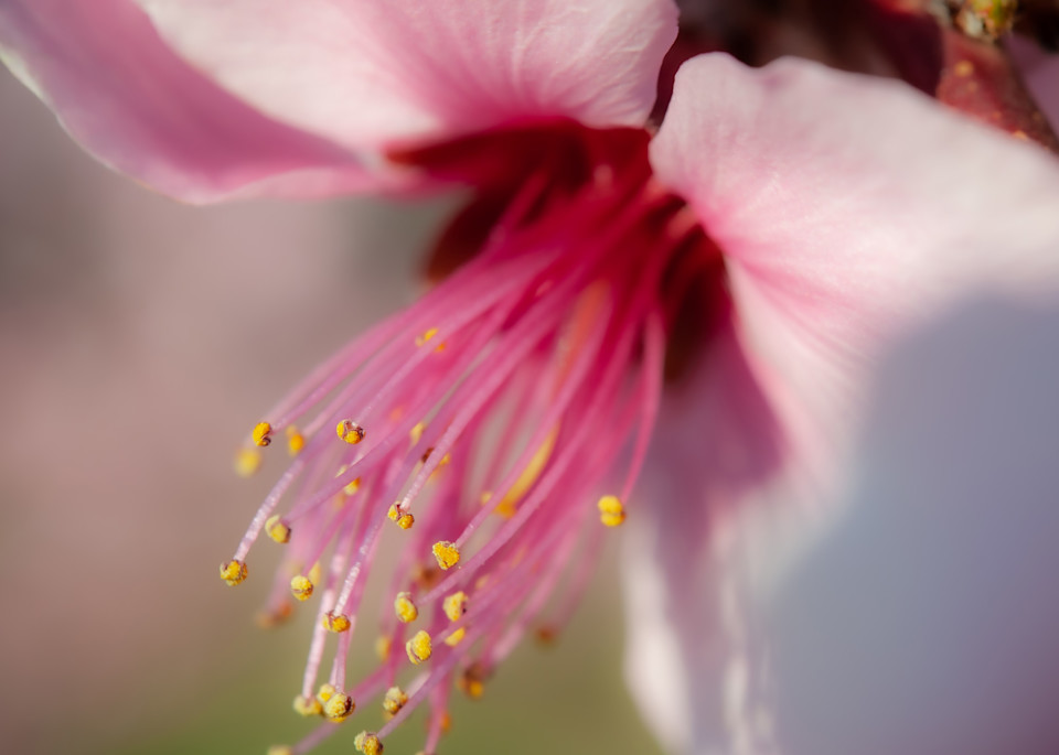 Peach Blossom Photography Art | R. Chris Clark