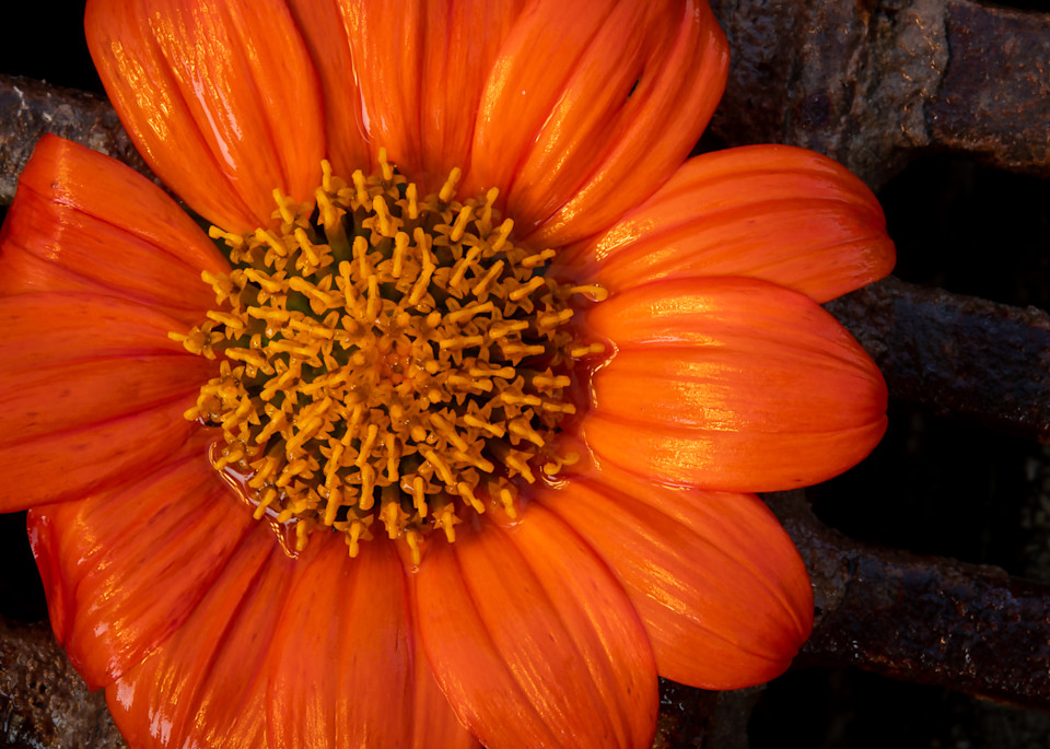 Orange You Grateful Photography Art | R. Chris Clark