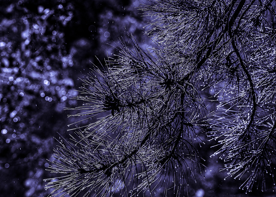 Million Dollar Highway Purplish Pine Needles Photography Art | R. Chris Clark