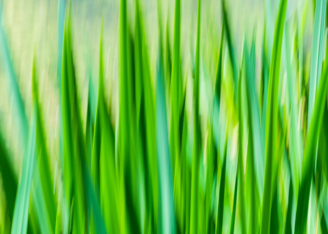 Motion Blur Cypress Gardens Photography Art | BILL PARIS PHOTOGRAPHY