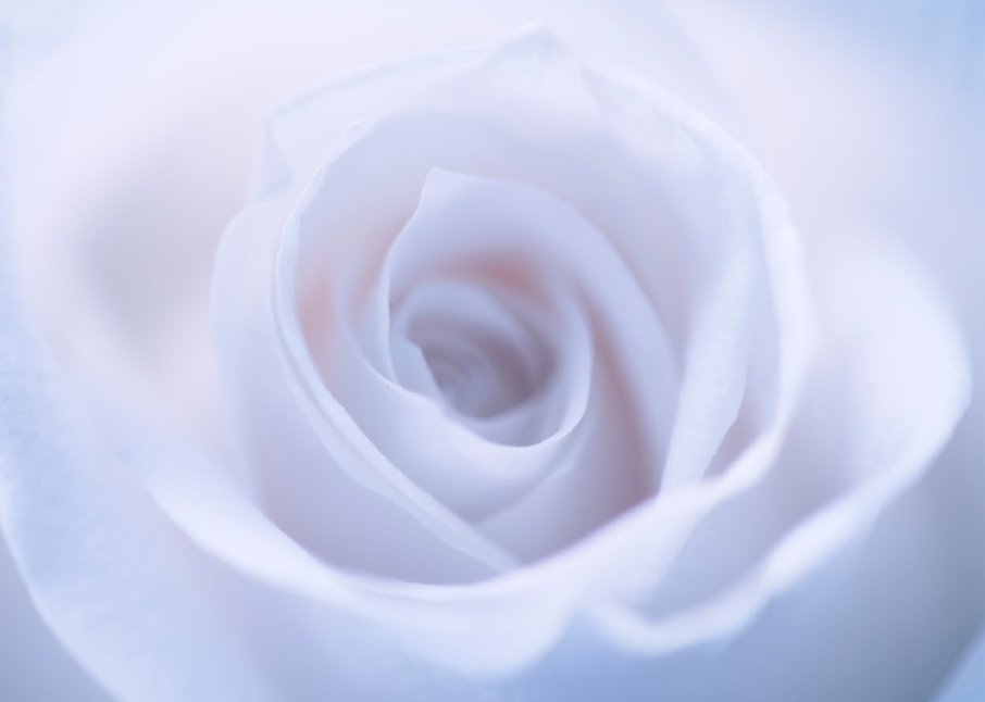 White Rose  Photography Art | Carol's Little World