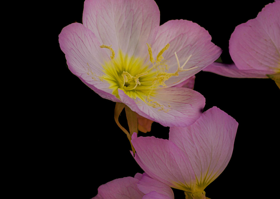 Pink Flower Photography Art | John's Photos