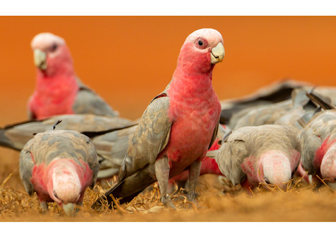 A flock of galah forage for grass seeds at the Piccaninny Plains Sanctuary.