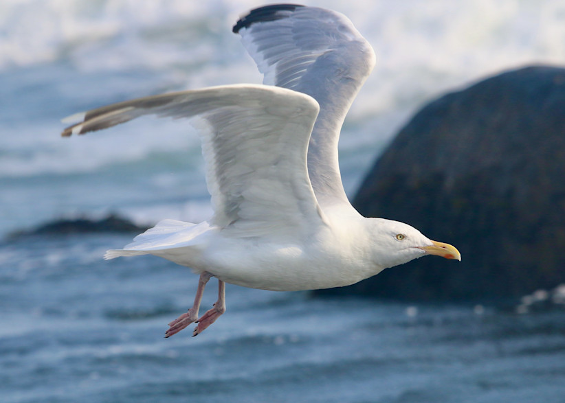 Seagull in flight - Quonnie '21
