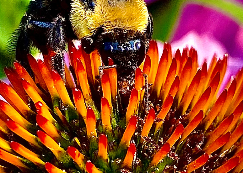 Let’s Bee Kind 5   Cone Flower Photography Art | arevolt64