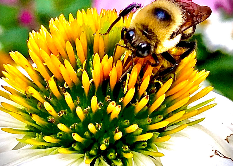 Let’s Bee Kind 3 Photography Art | arevolt64