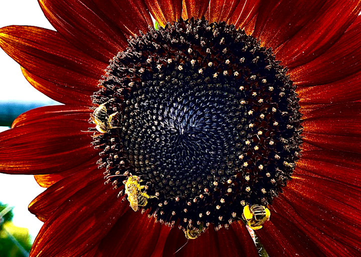 Let’s Bee Kind 1 Photography Art | arevolt64