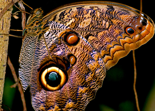 Owls Eye Butterfly Pst 24x36x200 Jpg Photography Art | Images by Doc