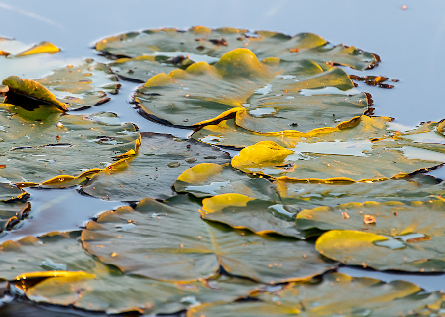Large Lily Pads 
