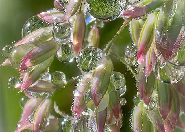 Reflections In Dew Drops Photography Art | Photo Art By Carolyn 