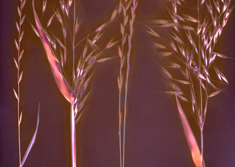 Lumen: Pasture Grass With Seeds Photography Art | davidarnoldphotographyart.com