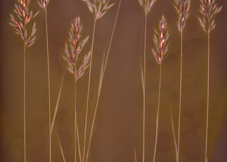 Lumen: Pasture Grass Seeds Photography Art | davidarnoldphotographyart.com