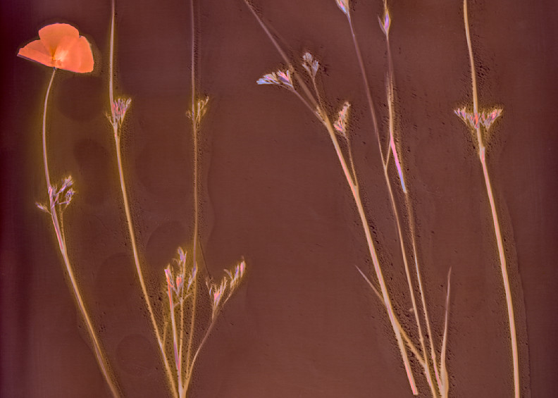 Lumen: California Poppies With Pasture Grass Photography Art | davidarnoldphotographyart.com