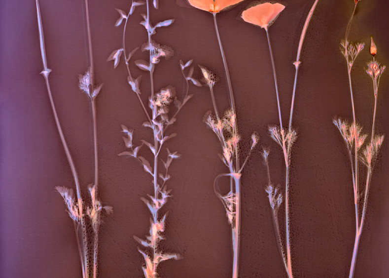 Lumen: California Poppies With Lacy Phacelia Photography Art | davidarnoldphotographyart.com