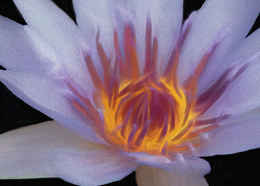 Purple Water Lily Photography Art | Photoeye Inc