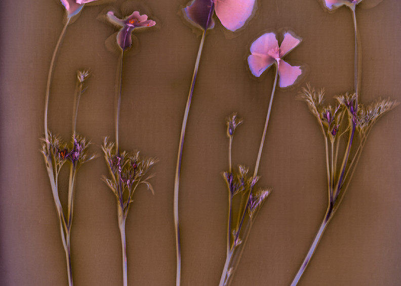 Five California Poppies In A Gold Field Photography Art | davidarnoldphotographyart.com