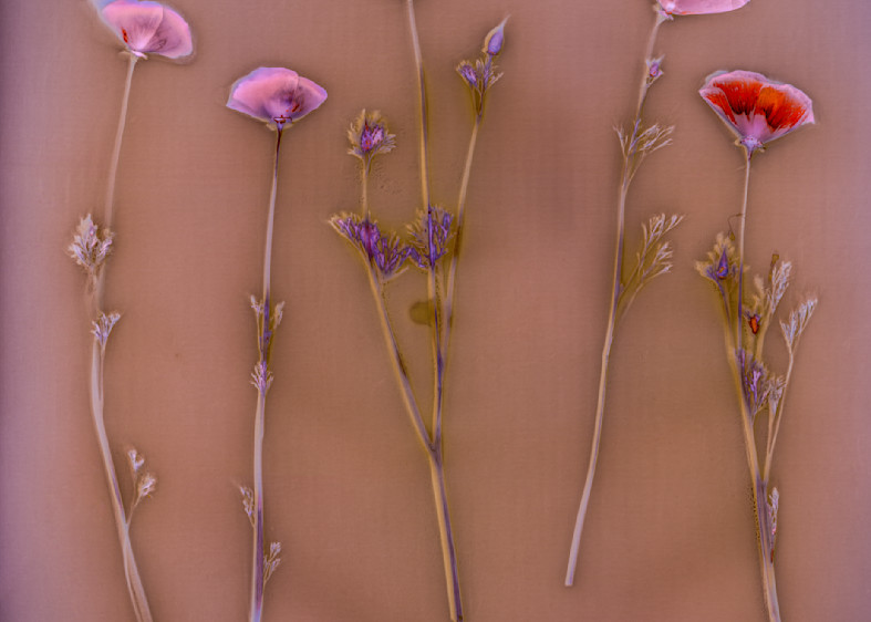 Five California Poppies In A Golden Field (3) Photography Art | davidarnoldphotographyart.com
