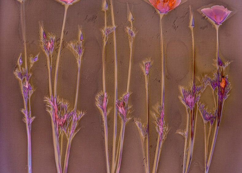 Five California Poppies In A Golden Field (4) Photography Art | davidarnoldphotographyart.com