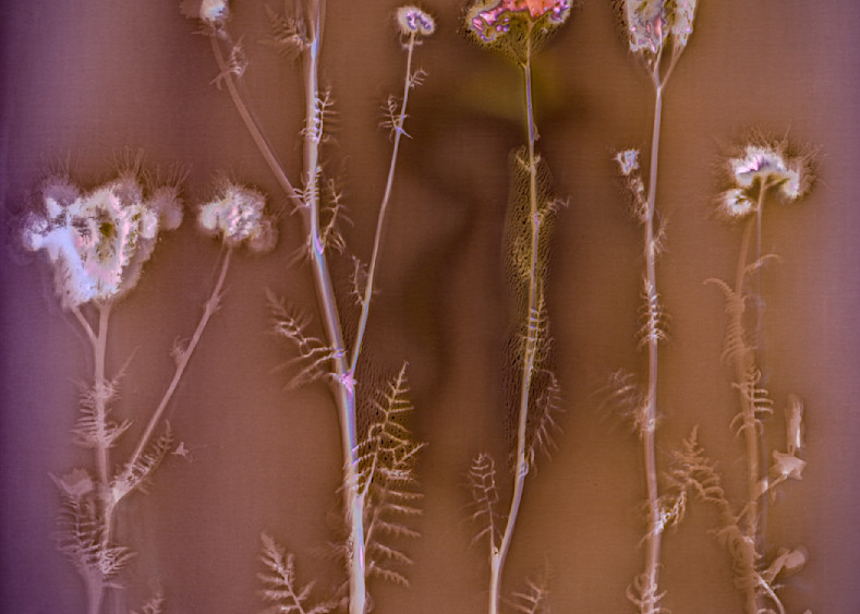 Lumen Print: Five Lacy Phacelia Photography Art | davidarnoldphotographyart.com