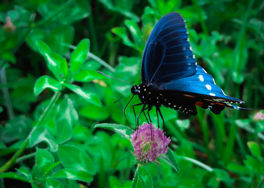 Wannabe Naturalist Pipevine Swallowtail Butterfly | Eugene L Brill