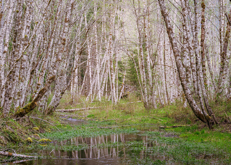 Spring Forest, Cispus Valley, Washington, 2022