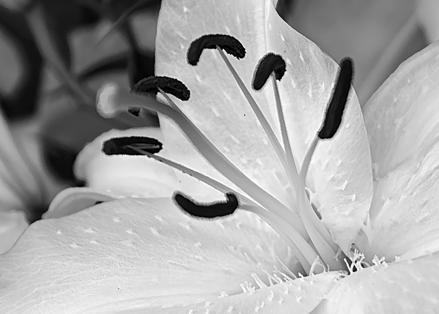 Lily Crown. 1 Photography Art | Photoeye Inc