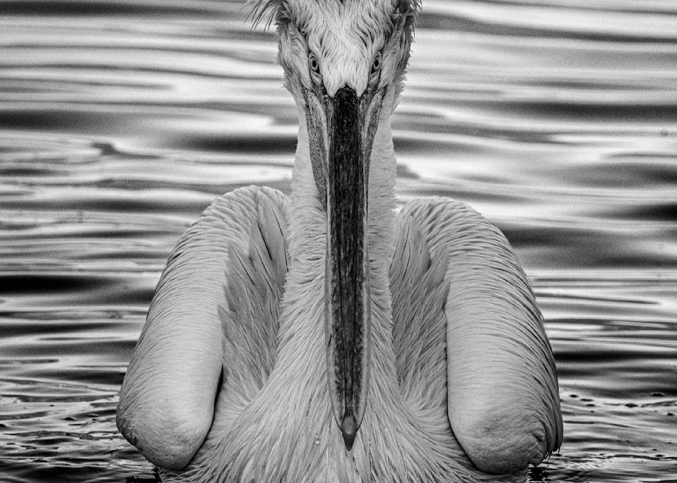Pelican In Black And White Photography Art | Vasilis Moustakas Photography