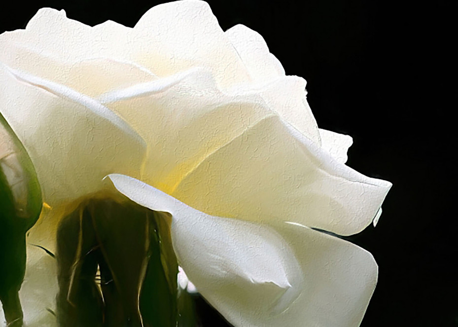 White Rose And Bud Photography Art | Photoeye Inc