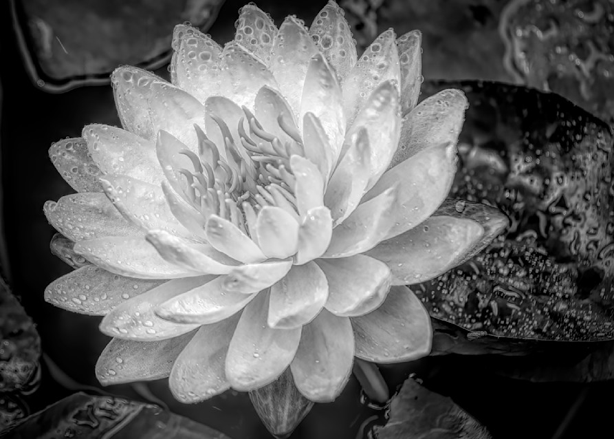 White Water Flower Dramatic Black And White Photography Art | Photoeye Inc