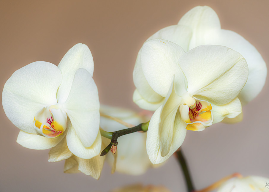 Orchid Lovers Dream Photography Art | Ken Wiele Photography