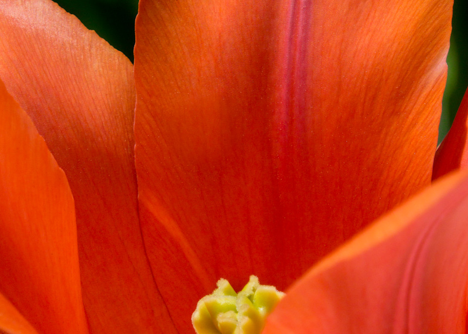 Orange Tulip Photography Art | Ben Asen Photography