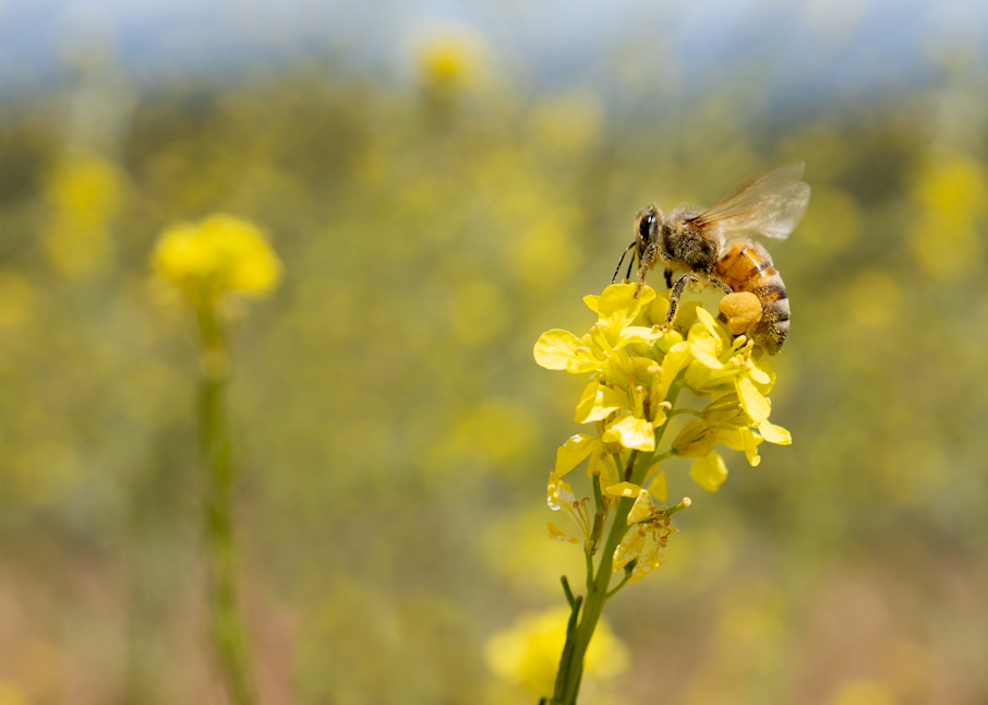Honey (Mustard) Bee Photography Art | Kelly Nine Photography