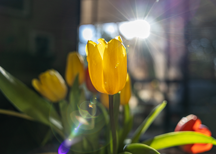 Sunkissed Tulip 1 Photography Art | Carter Fine Arts