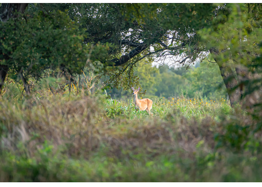 Doe At Clymer Photography Art | Justin Parker Nature Photography